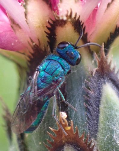Trichrysis cyanea